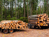 Schnittholzstamm im LKW mit 30 Kubikmeter Buche-Eiche-Hainbuche-Mix