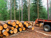 Schnittholzstamm im LKW mit 30 Kubikmeter Buche-Eiche-Hainbuche-Mix